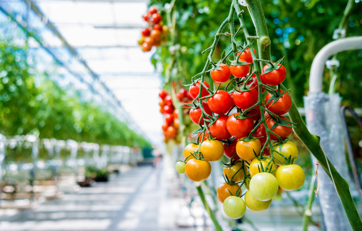 AppHarvest stock is growing due to its greenhouses in Kentucky