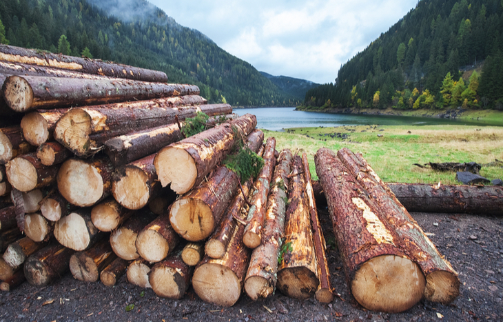 lumber stocks and cut timber by lumber companies