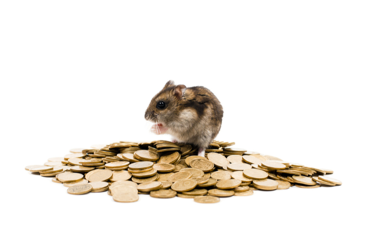 Hamster sitting on a pile of coins. Could they be HAM Crypto?