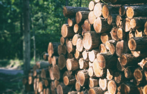 Weyerhaeuser Stock – Betting on the Future of Forestry
