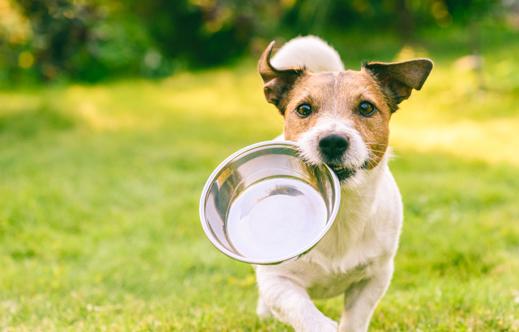 Top pet food stocks.